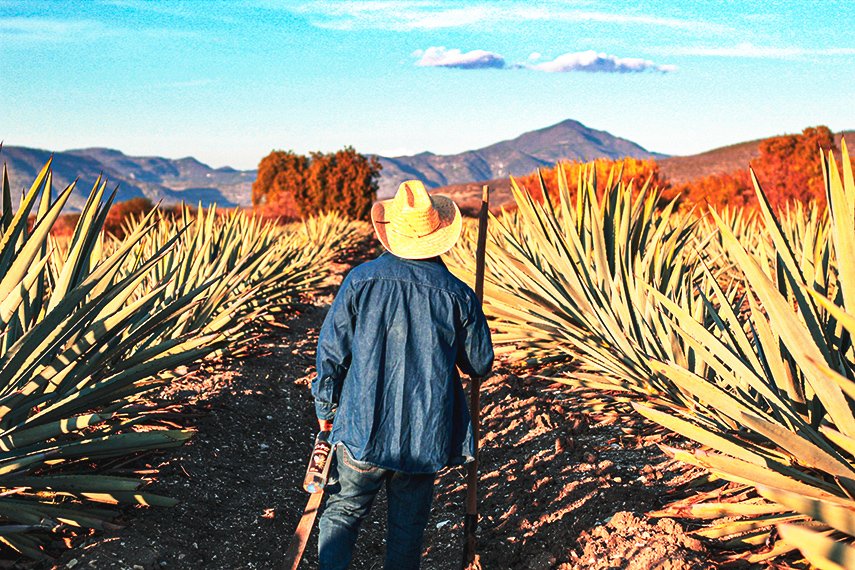 El Origen Importa: Lo que San Luis Potosí le Aporta al Mezcal